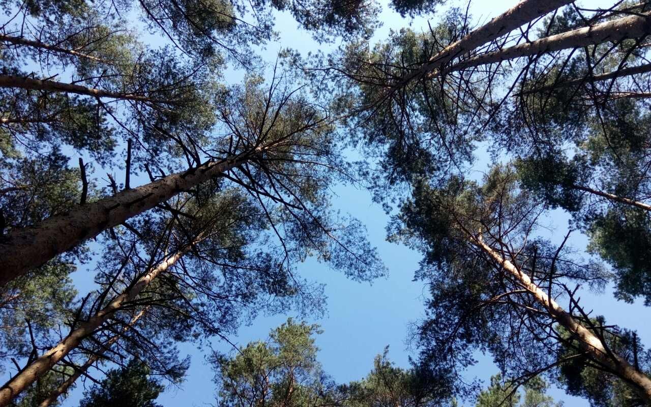 Сосны в небе — лесной фон