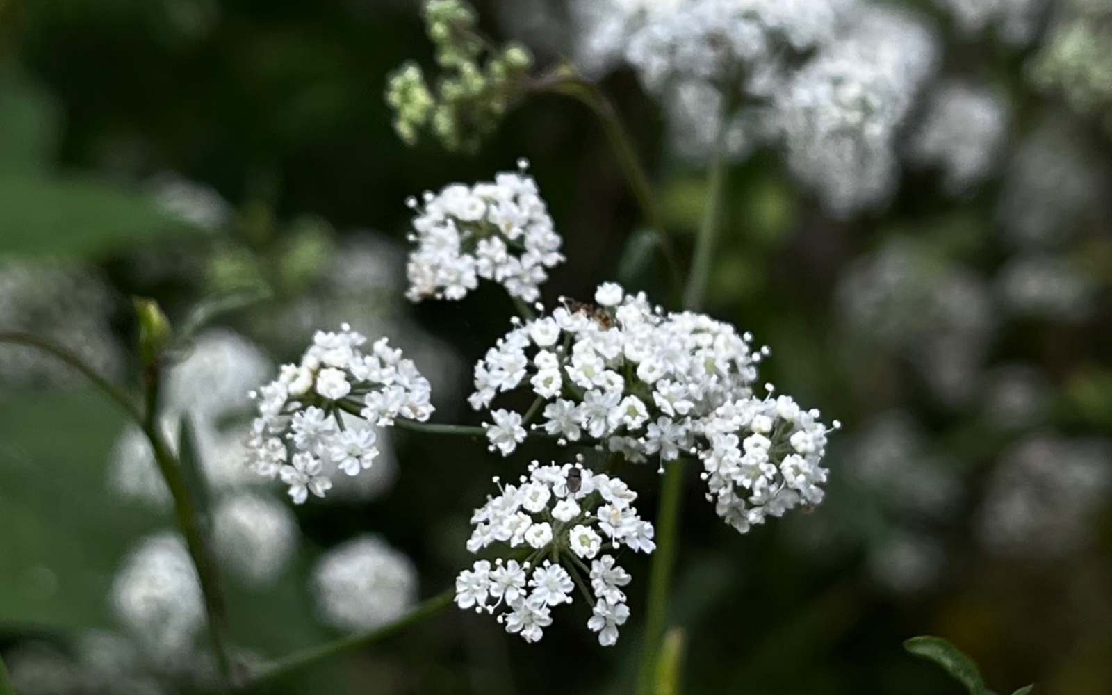 White Flower Cluster