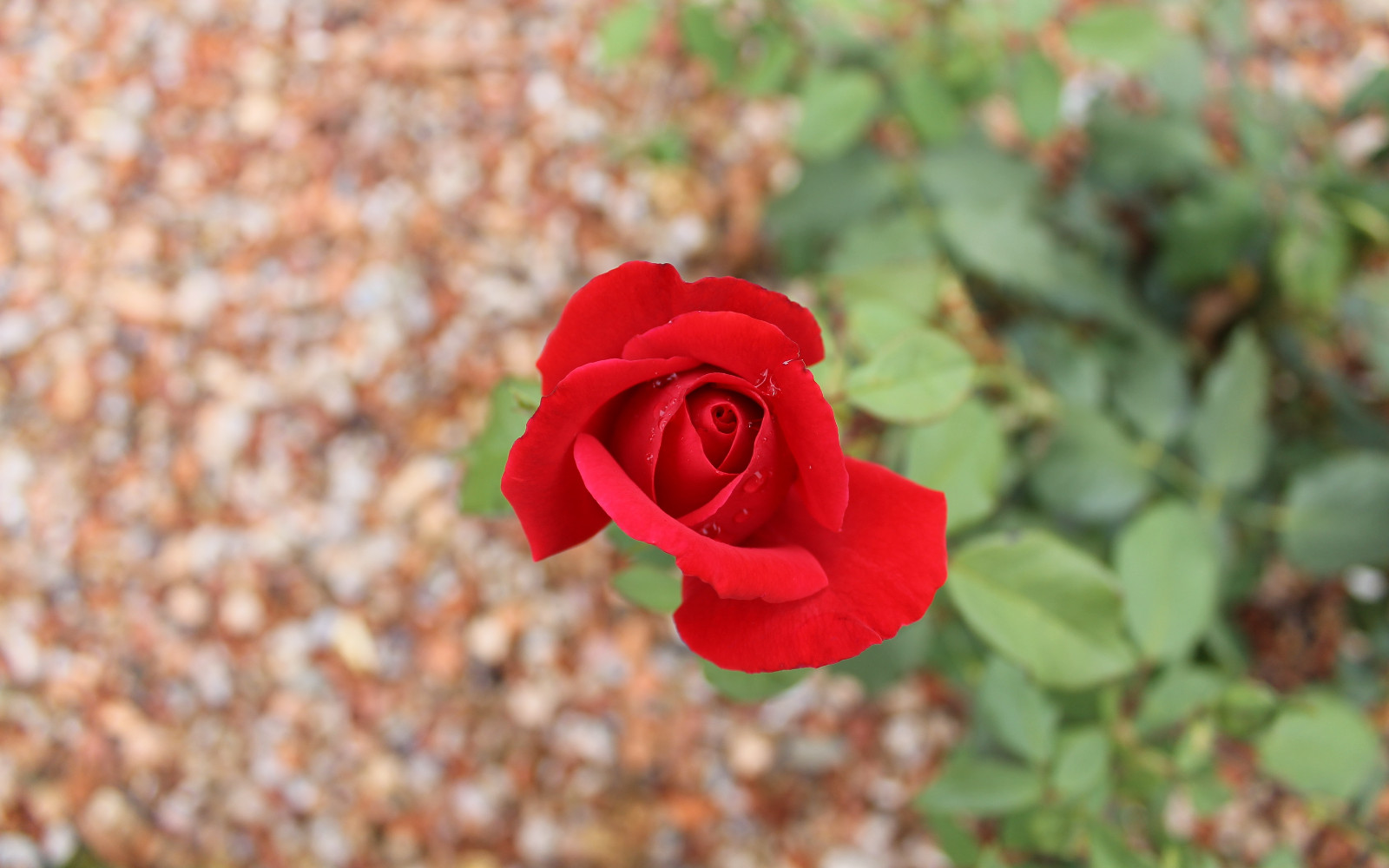 Virtual Rose